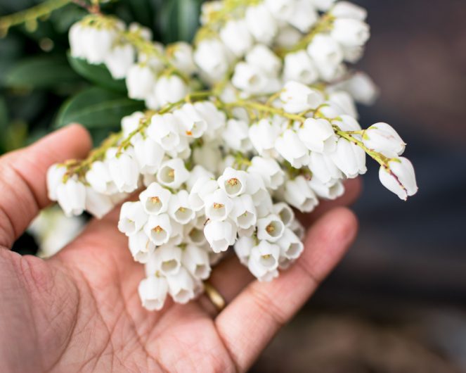 Black woman, African American woman hand cradling a cluster of white Japanese pieris andromeda flowers, mountain andromeda, Pieris Japonica
